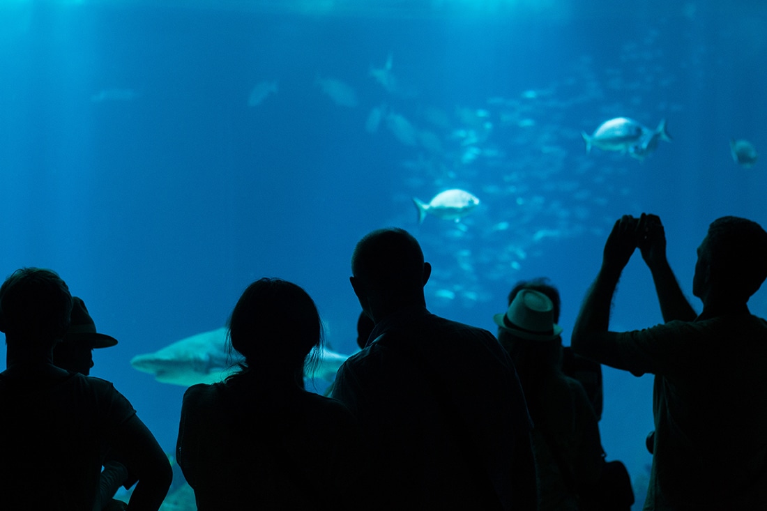 Aquarium Oceanário de Lisboa