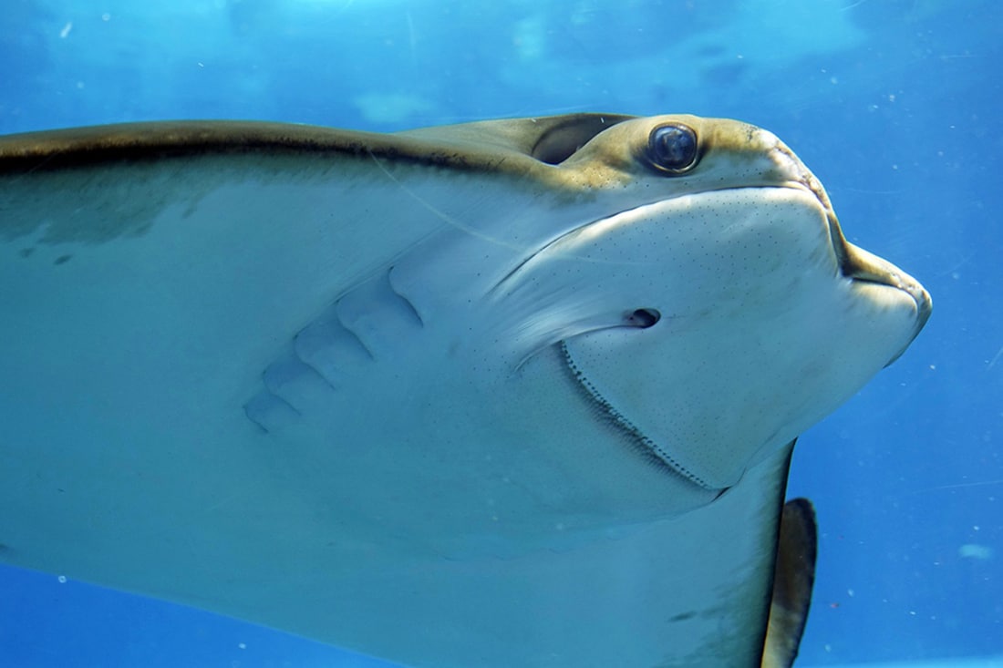 Aquarium Oceanário de Lisboa