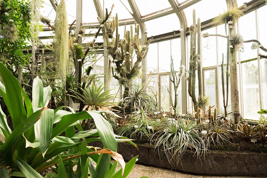 Botanische tuin Estufia Fria