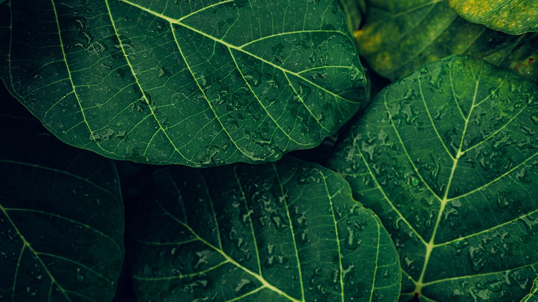 Botanische tuin Estufia Fria