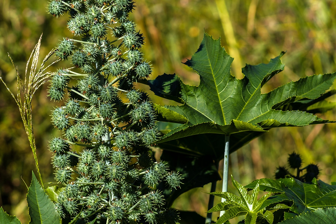 Botanische tuin Estufia Fria